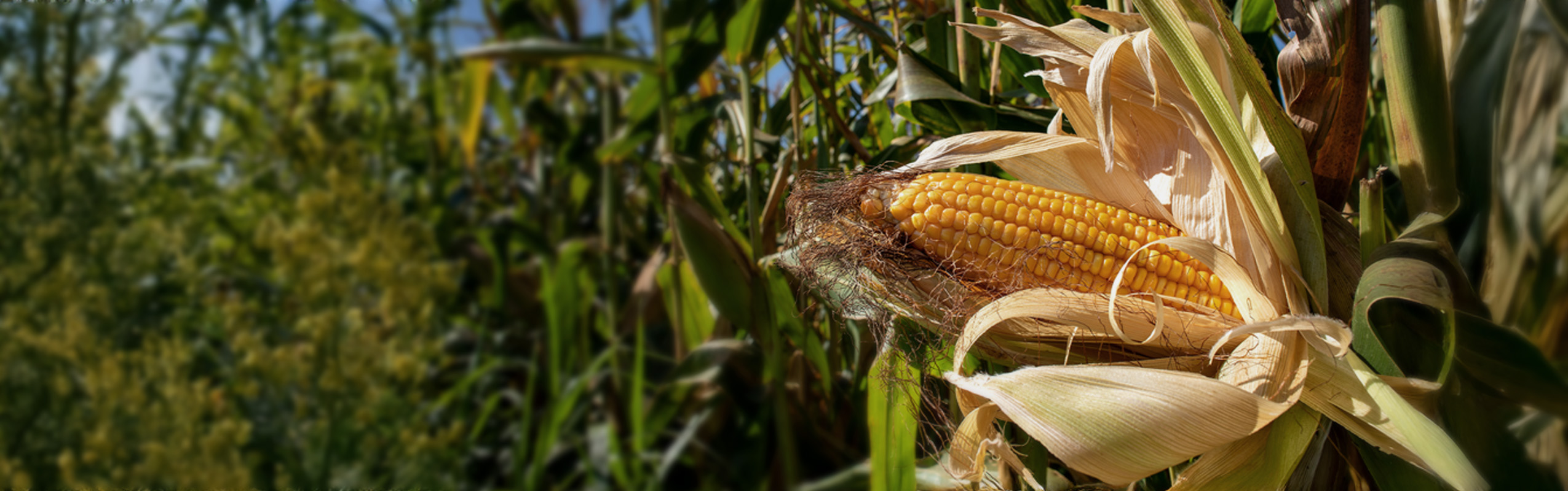 Seguro Agrícola para Soja